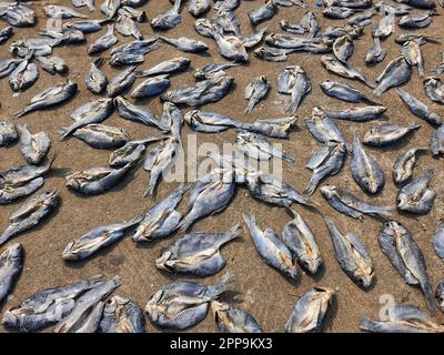 Viele getrocknete Fische liegen auf dem Boden zum Trocknen in Sonnenwärme Stockfoto