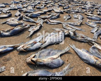 Viele getrocknete Fische liegen auf dem Boden zum Trocknen in Sonnenwärme Stockfoto