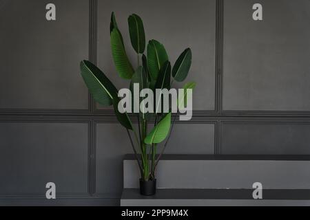 Leeres schwarzes Podium mit Palme auf grauem Hintergrund, ein Modell für eine Produktpräsentation. Minimalkonzept. Teil des Innenraums mit Kopierraum. Hochwertiges Foto Stockfoto