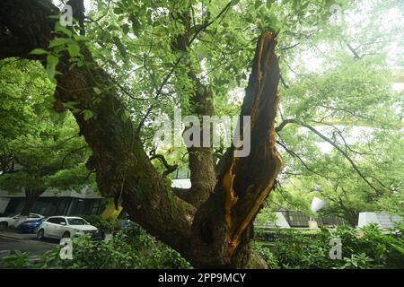 HANGZHOU, CHINA - 23. APRIL 2023 - Ein 500 Jahre alter Kampferbaum, dessen Äste von einem Fahrzeug in der Nähe des Westsees in Hangzhou, Provinz Zhejiang, abgebrochen wurden, Stockfoto