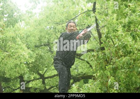 HANGZHOU, CHINA - 23. APRIL 2023 - Ein Gartenarbeiter reinigt einen 500 Jahre alten Kampferbaum, nachdem er von einem Fahrzeug in der Nähe des Westsees in Hangzhou, EAS, getroffen wurde Stockfoto