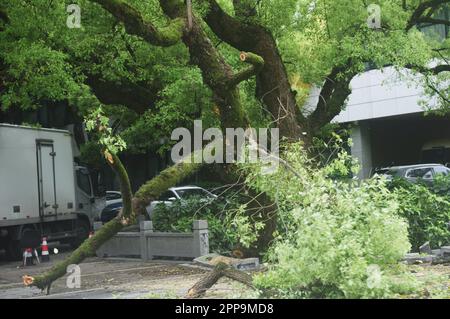 HANGZHOU, CHINA - 23. APRIL 2023 - Ein 500 Jahre alter Kampferbaum, dessen Äste von einem Fahrzeug in der Nähe des Westsees in Hangzhou, Provinz Zhejiang, abgebrochen wurden, Stockfoto