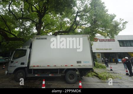 HANGZHOU, CHINA - 23. APRIL 2023 - Ein 500 Jahre alter Kampferbaum, dessen Äste von einem Fahrzeug in der Nähe des Westsees in Hangzhou, Provinz Zhejiang, abgebrochen wurden, Stockfoto