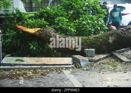 HANGZHOU, CHINA - 23. APRIL 2023 - Ein 500 Jahre alter Kampferbaum, dessen Äste von einem Fahrzeug in der Nähe des Westsees in Hangzhou, Provinz Zhejiang, abgebrochen wurden, Stockfoto