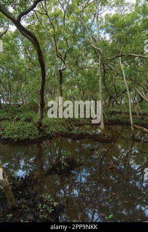 Blick auf den Mangrovenwald vom Wynnum North Mangrove Boardwalk, Brisbane Australien Stockfoto