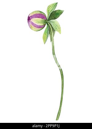 Aquarelle Vektorblumen Dahlia dekorieren. Elemente mit Blumen und Blättern in wunderschöner Hochzeits- oder Geburtstagsdekor. Stock Vektor