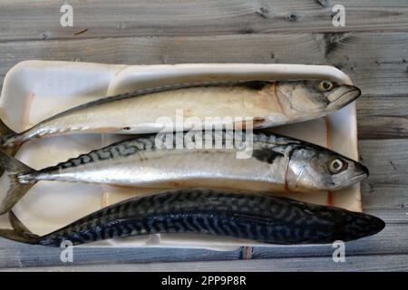 Makrelenfische, roh, roh, verschiedene Arten von pelagischen Fischen, meist aus der Familie Scombridae, Makrelenarten haben typischerweise tief gespaltene Schwänze Stockfoto