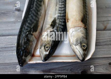 Makrelenfische, roh, roh, verschiedene Arten von pelagischen Fischen, meist aus der Familie Scombridae, Makrelenarten haben typischerweise tief gespaltene Schwänze Stockfoto