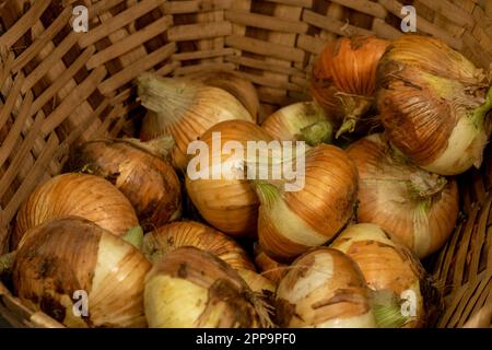 Zwiebeln aus biologischem Anbau in einem Korb Stockfoto