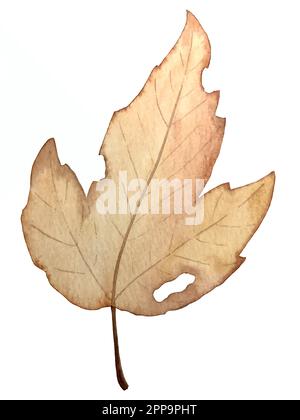 Aquarell-Vektor-Herbstset. Dekorationen mit Waldblättern und Pilzen. Stock Vektor