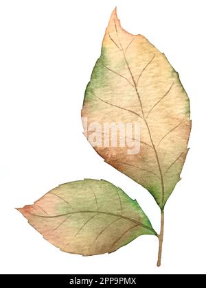 Aquarell-Vektor-Herbstset. Dekorationen mit Waldblättern und Pilzen. Stock Vektor