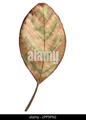 Aquarell-Vektor-Herbstset. Dekorationen mit Waldblättern und Pilzen. Stock Vektor