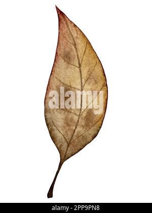 Aquarell-Vektor-Herbstset. Dekorationen mit Waldblättern und Pilzen. Stock Vektor