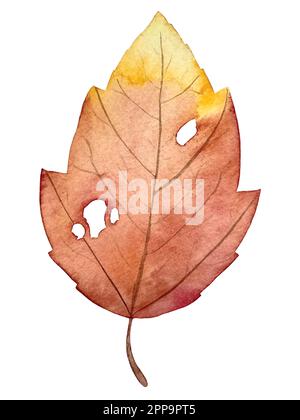 Aquarell-Vektor-Herbstset. Dekorationen mit Waldblättern und Pilzen. Stock Vektor