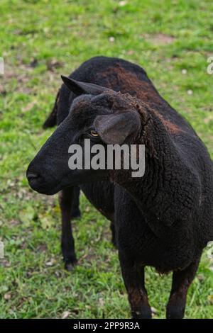Schafsherde gesehen in Hulshorst / Niederlande auf der Fahrt nach Harderwijk Stockfoto