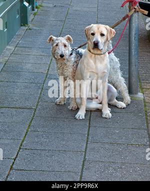 Zwei Hunde, die an einen Lammpfahl gefesselt wurden Stockfoto