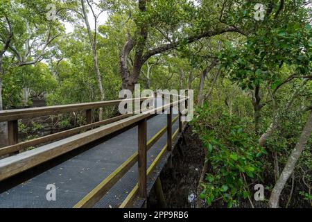 Boardwalk durch die Mangroven Feuchtgebiete im Wynnum Brisbane, Queensland, Australien Stockfoto