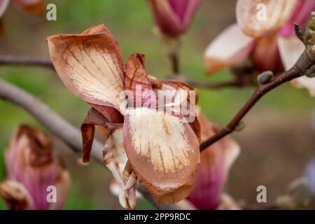Die Magnolienblume ist gefroren die zarten Blütenblätter der Blume sind verwelkt und trocken, wahrscheinlich aufgrund des kalten Wetters. Stockfoto