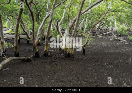 Mangrovenwälder bei Ebbe vom Wynnum North Mangrove Boardwalk aus gesehen. Brisbane, Queensland, Australien Stockfoto