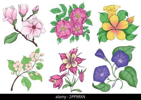 Digital gezeichnete Blumen-Illustrationen. Magnolie, Hagebutte, Hibiskus, Apfelblüte, Aquilegia, ipomoea. Stock Vektor
