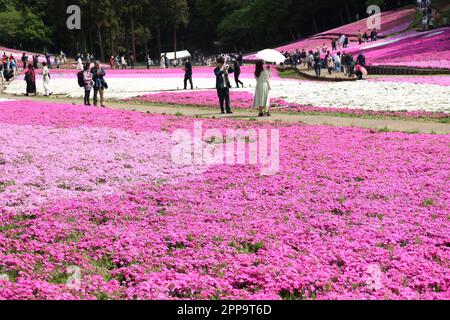 Chichibu, Japan. 23. April 2023. Am Sonntag, den 23. April 2023, genießen die Menschen im Hitsujiyama-Park in Chichibu, Westen Tokios, blühende Moos-Phlox-Blumen. Rund 40.000 Moos-Phlox-Blumen in 10 verschiedenen Farben ziehen Urlauber an. (Foto: Yoshio Tsunoda/AFLO) Kredit: Aflo Co Ltd./Alamy Live News Stockfoto