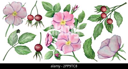 Aquarelle Illustrationen mit hüftgelben Rosenblumen, Blättern und Beeren. Hochzeitseinladungen mit Blumendekorationen. Stock Vektor