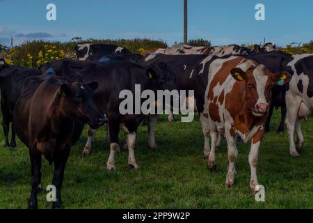 Ein paar hornlose Kühe auf der grünen Weide einer irischen Viehzucht an einem Sommerabend. Schwarze und braune Kühe auf grünem Grasfeld Stockfoto