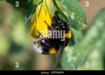 Hummel (Bombus sp.), Erwachsene auf Honigwürzblüte, Kampanien, Italien Stockfoto