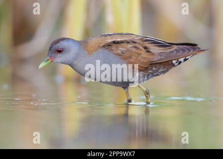 Little Crake (Porzana parva), Seitenansicht eines erwachsenen Mannes, der im Wasser steht, Kampanien, Italien Stockfoto