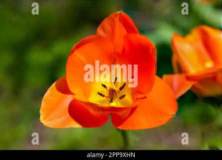 Makroaufnahme einer Orangen-Tulpenblume Stockfoto