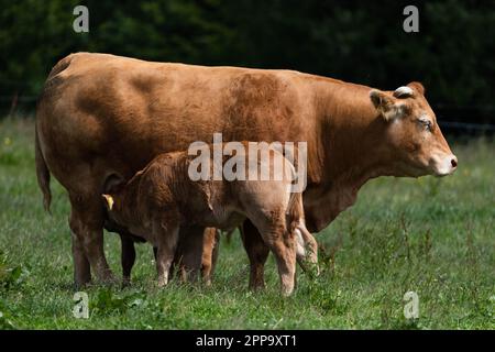 Ein Kalb, das Milch von seiner Mutterkuh trinkt. Stockfoto