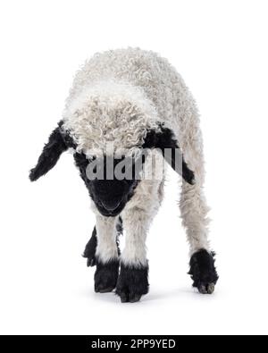 Bezauberndes eineineinhalb Wochen altes Walliser Schwartznase alias Valais Blacknose Lamb, mit Blick nach vorne. Kopf nach unten, Blick auf den Boden. Isoliert o Stockfoto