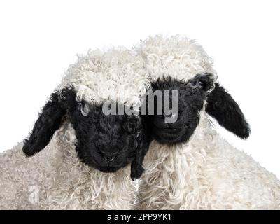 Kopfschuss eines bezaubernden eineinhalb Wochen alten Walliser Schwartznase alias Valais Blacknose Lamm, nach vorne gerichtet. Ich schaue in die Kamera. Isoliert auf einem Stockfoto