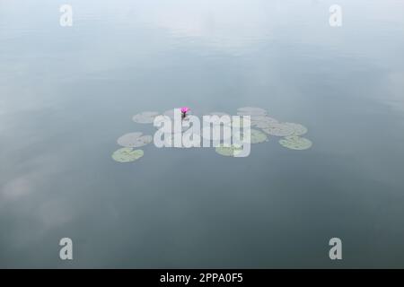 Wasserlilien mit rosa Blumen an einem schlammigen und trüben See. Stockfoto