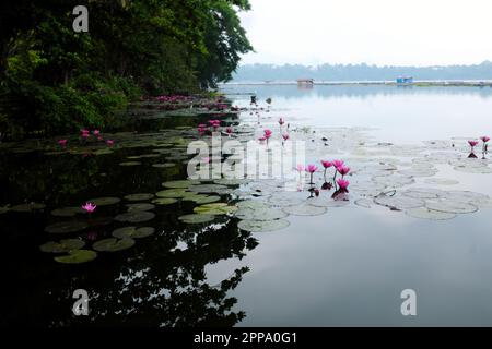 Wunderschöne Seerosen mit rosa Blumen auf schlammigen und trüben Gewässern des Sampaloc Lake in San Pablo City, Laguna, Philippinen Stockfoto