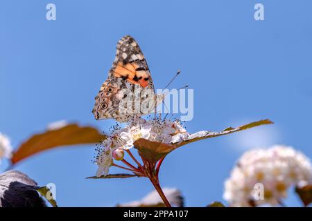 Gemalte Lady oder kosmopolitischer Schmetterling - Vanessa cardui - ruht auf gemeinem Ninebark, östlichem Ninebark oder atlantischem Ninebark - Physocarpus opulifolius Stockfoto