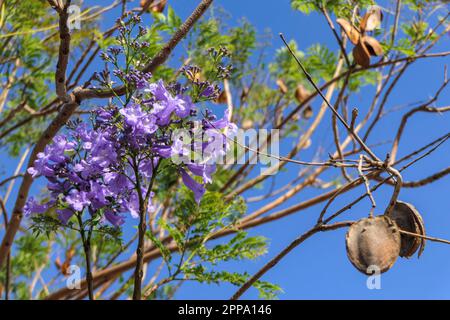 Violette Blumen und Samen des Jacaranda-Baumes inmitten des Laubs vor dem blauen Himmel. Nahaufnahme Stockfoto