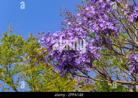 Violette Blumen und Samen des Jacaranda-Baumes inmitten des Laubs vor dem blauen Himmel. Nahaufnahme Stockfoto