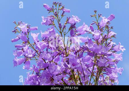 Violette Blumen und Samen des Jacaranda-Baumes inmitten des Laubs vor dem blauen Himmel. Nahaufnahme Stockfoto