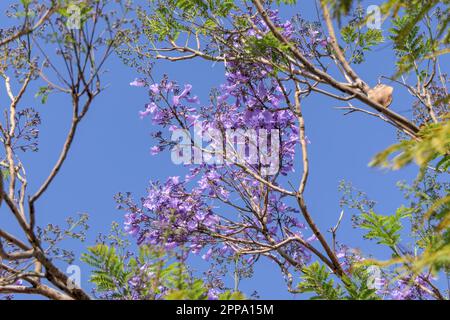 Violette Blumen und Samen des Jacaranda-Baumes inmitten des Laubs vor dem blauen Himmel. Nahaufnahme Stockfoto