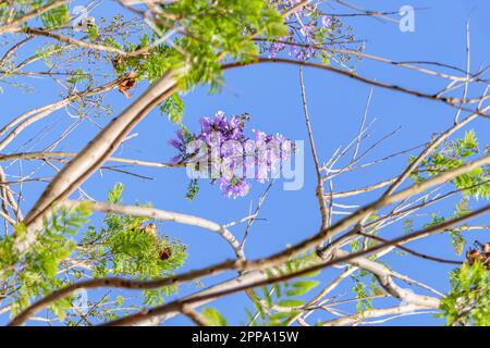 Violette Blumen und Samen des Jacaranda-Baumes inmitten des Laubs vor dem blauen Himmel. Nahaufnahme Stockfoto