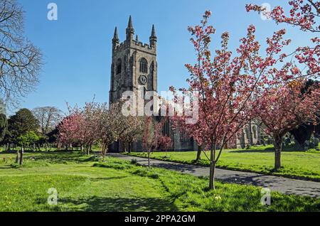 Die Südseite der Parish Church of St Mary in Plympton. Mit Kirschblüte im Vordergrund. Hübsch in Pink. Stockfoto