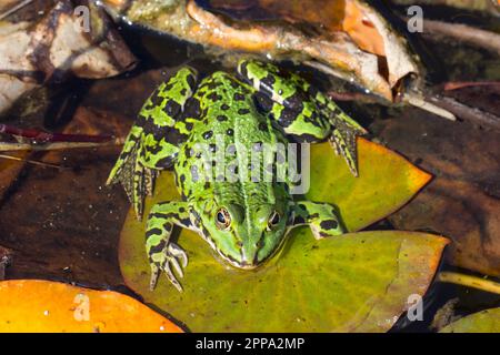 Grüner Wasserfrosch, der auf einer Lilienunterlage sitzt. Nahaufnahme eines grünen Frosches im Wasser. Tierarten, die in Europa und Asien weit verbreitet sind. Stockfoto