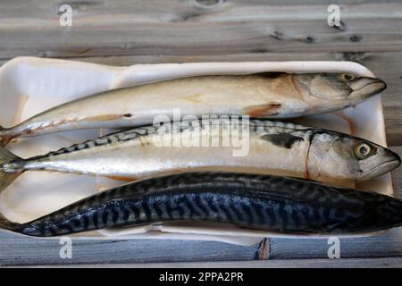 Makrelenfische, roh, roh, verschiedene Arten von pelagischen Fischen, meist aus der Familie Scombridae, Makrelenarten haben typischerweise tief gespaltene Schwänze Stockfoto