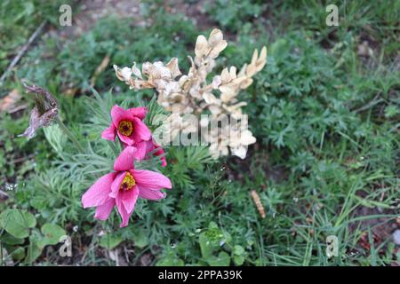 Zwei einzelne violette Blüten, begleitet von einem Zweig mit kleinen weißen Blättern auf einem natürlichen dunkelgrünen Kräuterhintergrund. Stockfoto