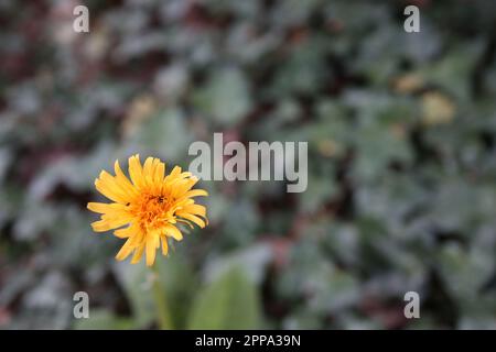 Eine kleine hellgelbe Löwenzahnblume in der ersten Frühlingssonne vor einem Hintergrund dunkelgrüner Laven. Stockfoto