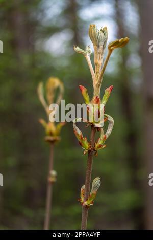 Aufstrebende Blätter einer jungen Rosskastanienbaumknospe (Aesculus hippocastanum), auch Konkerbaum genannt, im Frühling in Deutschland, Europa Stockfoto