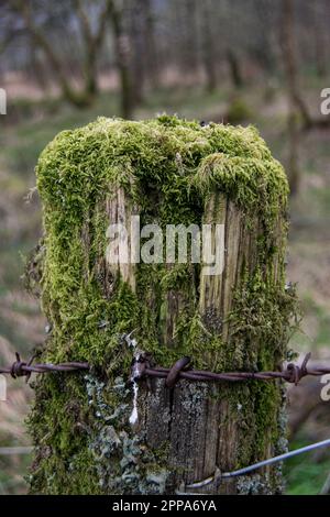 Ein alter moossiger Zaunpfahl Stockfoto