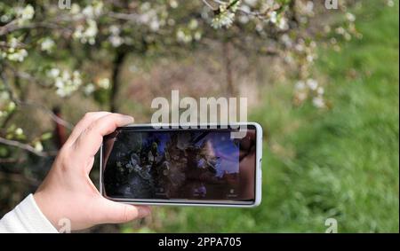 Halten Sie Ihr Handy in der Hand und machen Sie ein Foto von bunten Blumen auf unscharfem Hintergrund mit Sonnenlicht. Smartphone reisen, Nahaufnahme der Hände einer schönen Frau Stockfoto