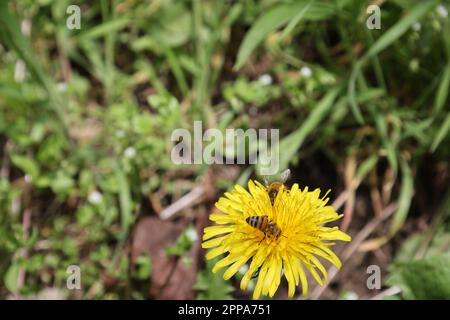 Nahaufnahme der Biene mit gelben Pollen auf leuchtend gelber Kerzenblume Stockfoto